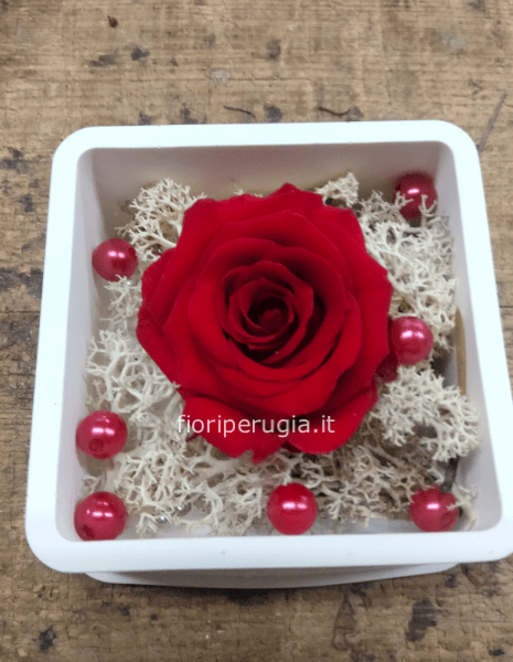 Rosa Mila Rossa