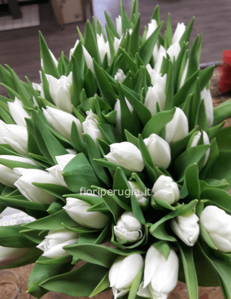 Bouquet tulipani bianchi